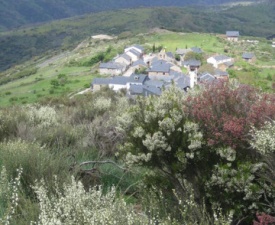 White broom above el acedo